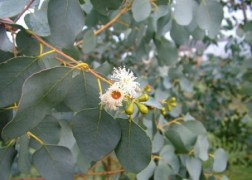 Eucalyptus gunnii / Havasi eukaliptusz